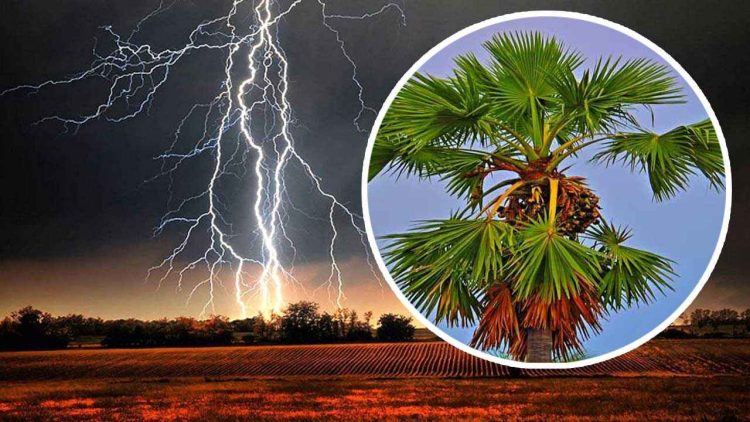 বজ্রপাত নিরোধে যে গাছ রোপণ করবেন