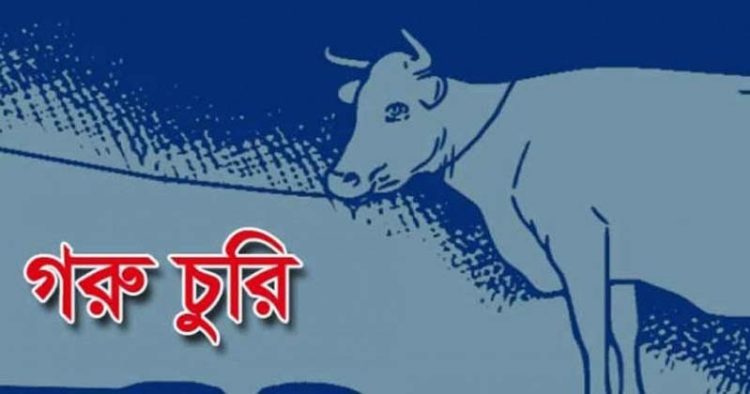 পটুয়াখালীতে এক রাতে দুই গৃহস্থের ৬টি গরু চুরি, এলাকায় আতঙ্ক