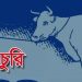 পটুয়াখালীতে এক রাতে দুই গৃহস্থের ৬টি গরু চুরি, এলাকায় আতঙ্ক