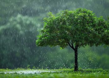 বৃক্ষরোপণ কর্মসূচি কেন জুন-জুলাই মাসে করা হয়?