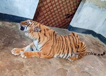 দীর্ঘ ৬ মাস চিকিৎসার পর সুন্দরবনের আবারও ফিরছেন আহত বাঘিনী