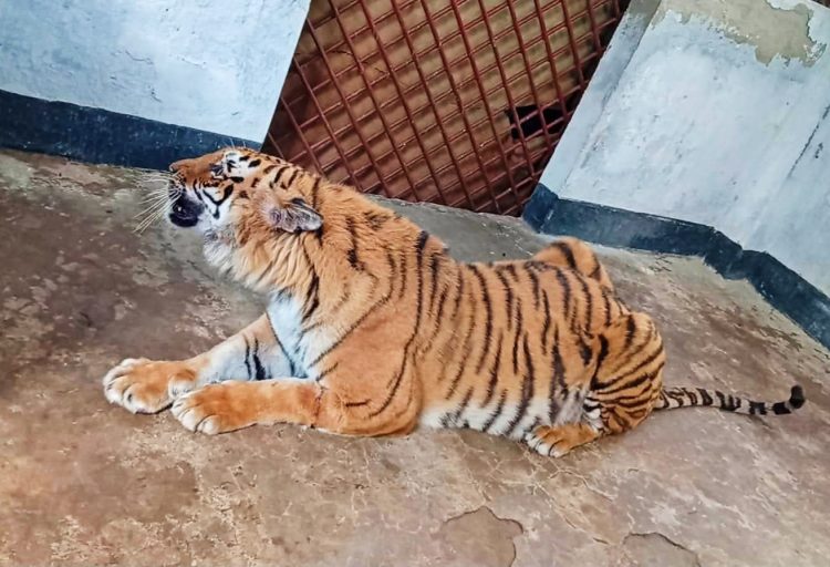 দীর্ঘ ৬ মাস চিকিৎসার পর সুন্দরবনের আবারও ফিরছেন আহত বাঘিনী