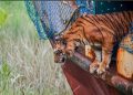 ছয় মাস চিকিৎসা পর সুন্দরবনে ফিরল সেই বাঘিনী