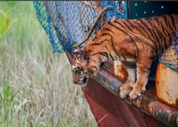 ছয় মাস চিকিৎসা পর সুন্দরবনে ফিরল সেই বাঘিনী