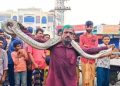 সুন্দরবন থেকে লোকালয়ে আসা ৯ ফুটের অজগর উদ্ধার