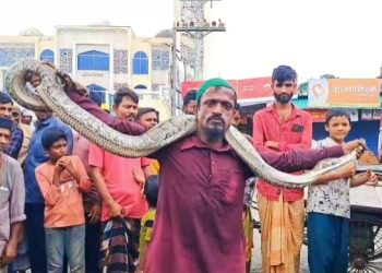 সুন্দরবন থেকে লোকালয়ে আসা ৯ ফুটের অজগর উদ্ধার