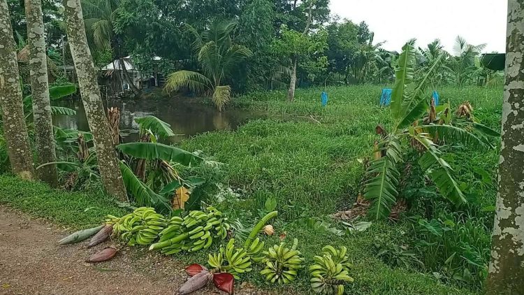 আমতলীতে জমি-জমা নিয়ে পূর্ব শত্রুতার জেড়ে অর্ধশতাধিক ফলন্ত কলাগাছ কেঁটে নষ্ট করেছে দুর্বৃত্তরা