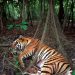 ছয় মাস চিকিৎসার পর সুন্দরবনে ফিরছে আহত বাঘিনী