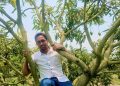 দশমিনায় কৃষি কর্মকর্তার আমগাছে উঠে প্রুনিং প্রশিক্ষণ, ছবি ভাইরাল
