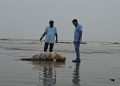 কুয়াকাটা সৈকতে ভেসে এলো ৮ ফুট দীর্ঘ মৃত ডলফিন