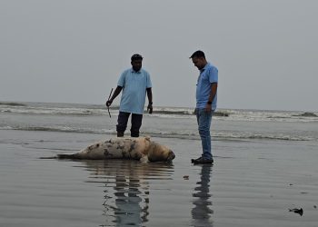 কুয়াকাটা সৈকতে ভেসে এলো ৮ ফুট দীর্ঘ মৃত ডলফিন