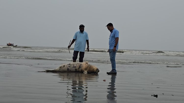 কুয়াকাটা সৈকতে ভেসে এলো ৮ ফুট দীর্ঘ মৃত ডলফিন
