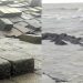 কলাপাড়ার উপকূলজুড়ে টানা বৃষ্টিতে জনজীবন বিপর্যস্ত, উত্তাল সাগর ও ঝুঁকিতে বেড়িবাঁধ