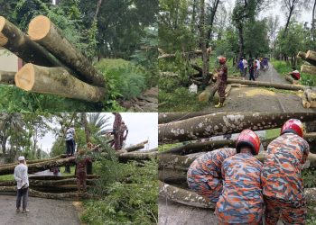 উপকূলের আতংক চাম্বল; এক গাছের তাণ্ডবে অন্ধকারে তিন হাজার গ্রাহক, সড়ক বন্ধ