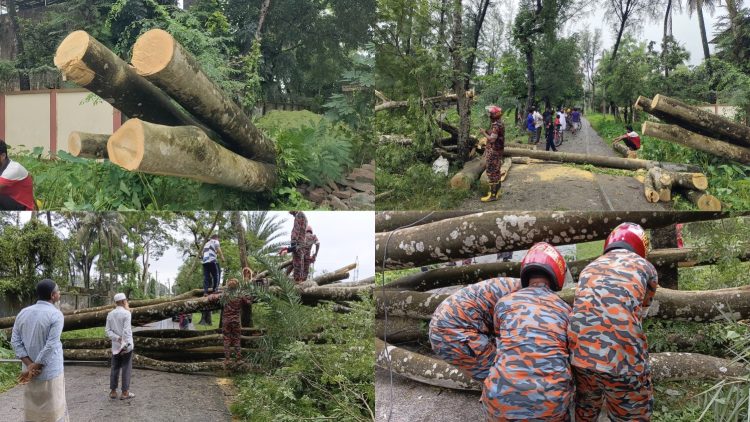 উপকূলের আতংক চাম্বল; এক গাছের তাণ্ডবে অন্ধকারে তিন হাজার গ্রাহক, সড়ক বন্ধ