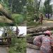 উপকূলের আতংক চাম্বল; এক গাছের তাণ্ডবে অন্ধকারে তিন হাজার গ্রাহক, সড়ক বন্ধ
