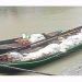 ভরা মৌসুমেও কঁচা-সন্ধ্যায় ইলিশের আকাল, খালি হাতে ফিরছেন জেলেরা