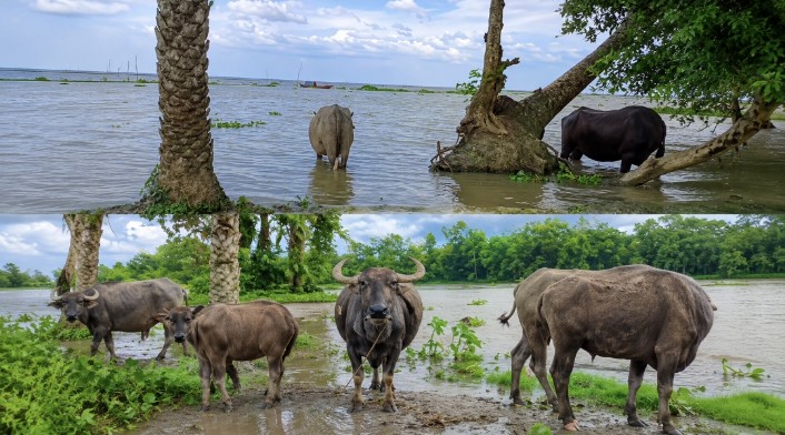 জোয়ারে ৪ মাস ডুবে থাকে সড়ক, বাউফলের চার ওয়ার্ডের হাজারো মানুষের সীমাহীন দুর্ভোগ