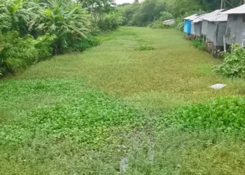 অস্তিত্ব সংকটে রাঙ্গাবালীর কাটাখালী খাল, স্লুইসগেট নির্মাণের দাবি