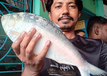 সাগরে জেলের জালে ধরা পড়ল ২ কেজি ১০০ গ্রামের ইলিশ, নিলামে বিক্রি ৬ হাজার ৮২৫ টাকায়