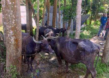 বাউফলে ঘাসে বিষ প্রয়োগের অভিযোগ, ৩ মহিষের মৃত্যু; অসুস্থ আরও ২০