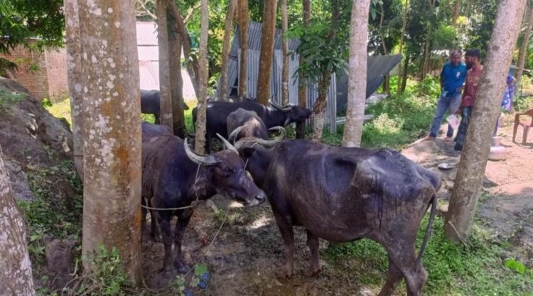 বাউফলে ঘাসে বিষ প্রয়োগের অভিযোগ, ৩ মহিষের মৃত্যু; অসুস্থ আরও ২০
