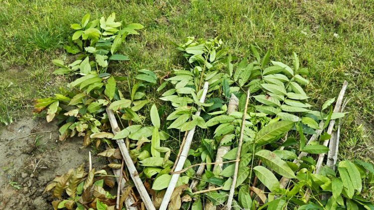 দেবীগঞ্জে জমি নিয়ে বিরোধ, দেড় শতাধিক গাছ কেটে বেড়া ভাঙার অভিযোগ