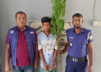 কাউখালীতে ৭ ফুট লম্বা দুটি গাঁজা গাছসহ আটক ১