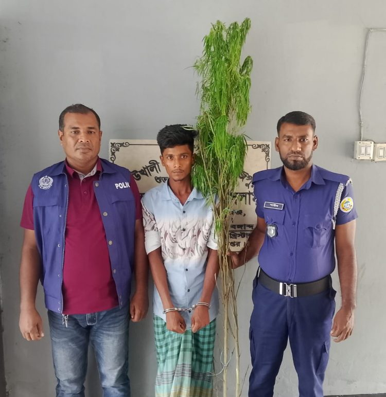 কাউখালীতে ৭ ফুট লম্বা দুটি গাঁজা গাছসহ আটক ১