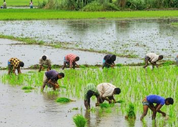 বাউফলে আমন চাষে ব্যস্ত কৃষক, ৩৪ হাজার ৭৫০ হেক্টর জমিতে লক্ষ্যমাত্রা