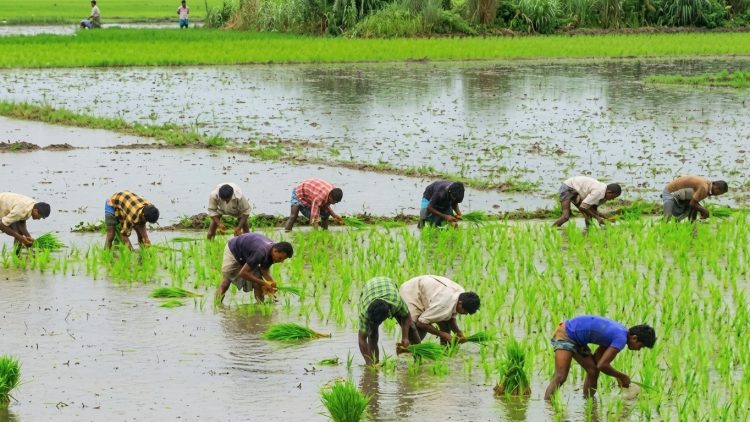 বাউফলে আমন চাষে ব্যস্ত কৃষক, ৩৪ হাজার ৭৫০ হেক্টর জমিতে লক্ষ্যমাত্রা
