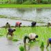 বাউফলে আমন চাষে ব্যস্ত কৃষক, ৩৪ হাজার ৭৫০ হেক্টর জমিতে লক্ষ্যমাত্রা