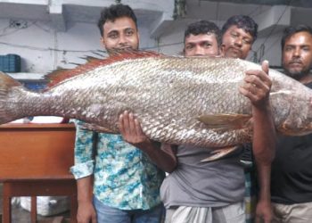 বঙ্গোপসাগরে জেলের জালে ২২ কেজির ধাতিনা ভোল মাছ, দাম উঠল সাড়ে ৩ লাখ টাকা