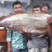 বঙ্গোপসাগরে জেলের জালে ২২ কেজির ধাতিনা ভোল মাছ, দাম উঠল সাড়ে ৩ লাখ টাকা