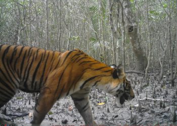 সুন্দরবনে শিকারির ফাঁদে আটকা পড়ে আহত বাঘিনী, বনে ফেরার পর নিখোঁজ