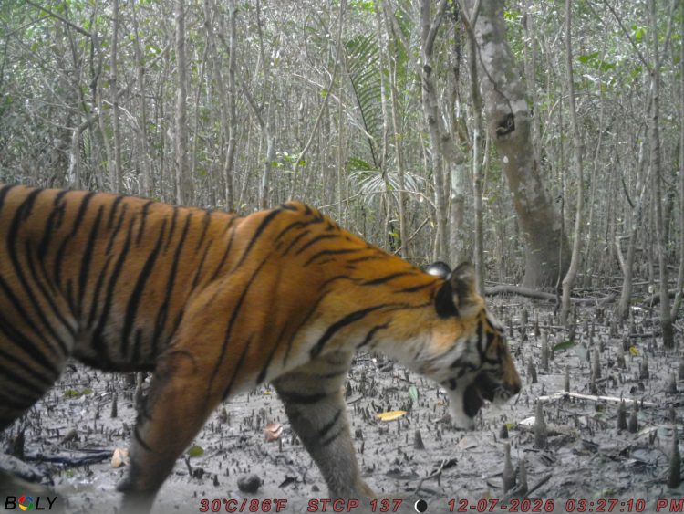 সুন্দরবনে শিকারির ফাঁদে আটকা পড়ে আহত বাঘিনী, বনে ফেরার পর নিখোঁজ
