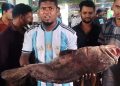 বঙ্গোপসাগরে ধরা পড়েছে “২৬” কেজির সামুদ্রিক ভোল মাছ, বিক্রি ৩৫ হাজার টাকায়