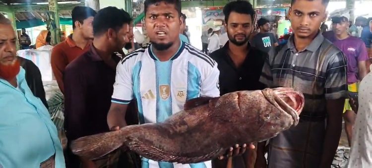 বঙ্গোপসাগরে ধরা পড়েছে “২৬” কেজির সামুদ্রিক ভোল মাছ, বিক্রি ৩৫ হাজার টাকায়