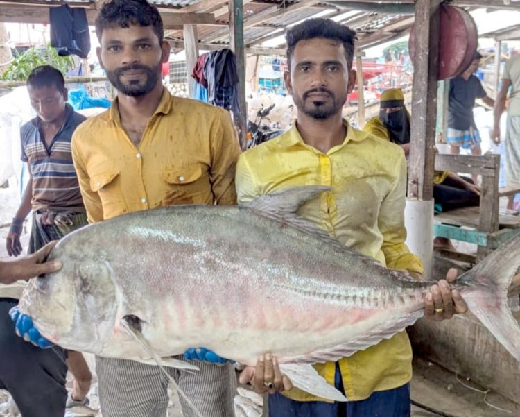 জেলের জালে ধরা পড়ল ৫৪ কেজির তবল মাছ, বিক্রি ৩৬ হাজারে