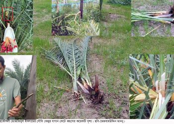পটুয়াখালীতে তরুণ উদ্যোক্তার স্বপ্নে আঘাত: সৌদি খেজুর বাগান কেটে ছারখার, আসামি গ্রেপ্তার
