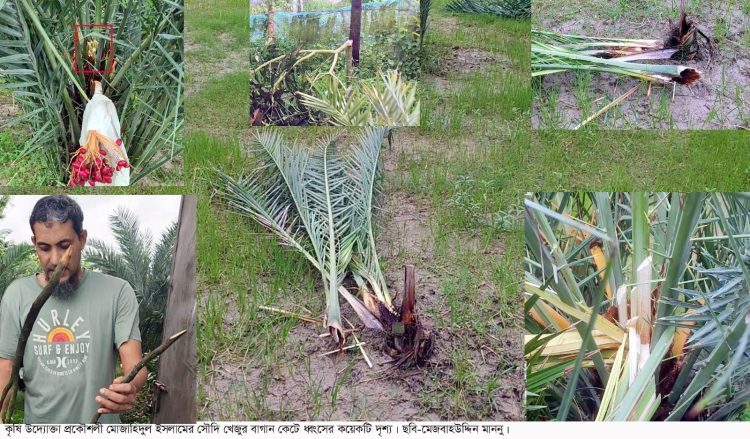 পটুয়াখালীতে তরুণ উদ্যোক্তার স্বপ্নে আঘাত: সৌদি খেজুর বাগান কেটে ছারখার, আসামি গ্রেপ্তার