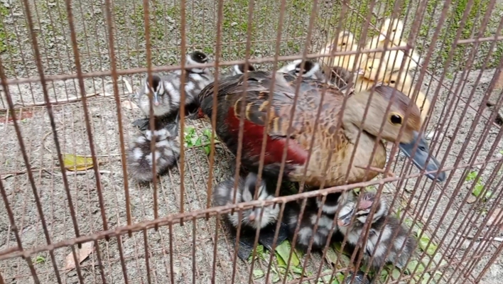 কলাপাড়ায় ৯ ছানাসহ বিলুপ্তপ্রায় মা বালিহাঁস উদ্ধার