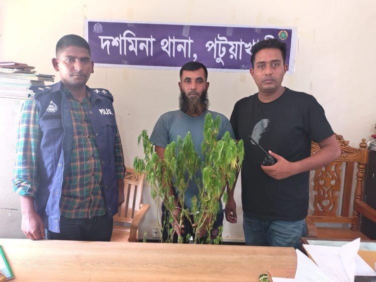 দশমিনায় সাড়ে ৩ ফুট গাঁজা গাছসহ যুবক গ্রেপ্তার