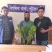 দশমিনায় সাড়ে ৩ ফুট গাঁজা গাছসহ যুবক গ্রেপ্তার