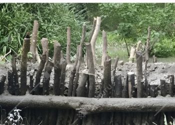 গলাচিপায় সংরক্ষিত ম্যানগ্রোভ বনের খালে বাঁধ দিয়ে চলছে মাছ শিকার-হুমকিতে জীববৈচিত্র্য