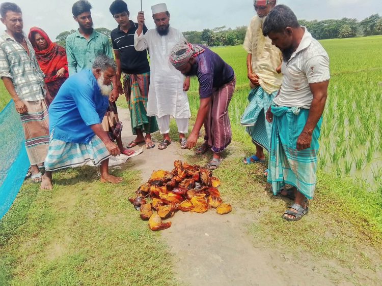 জলবায়ু ঝুঁকি মোকাবিলায় গলাচিপায় ২ কিলোমিটার সড়কের পাশে ৩০০ তালবীজ রোপণ
