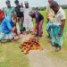 জলবায়ু ঝুঁকি মোকাবিলায় গলাচিপায় ২ কিলোমিটার সড়কের পাশে ৩০০ তালবীজ রোপণ