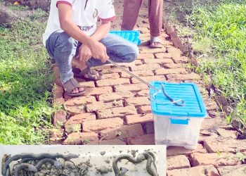কলাপাড়ায় এনিমেল শেডে প্রথমবারের মতো ফুটল ১৪টি বিষধর গোখরা সাপের বাচ্চা