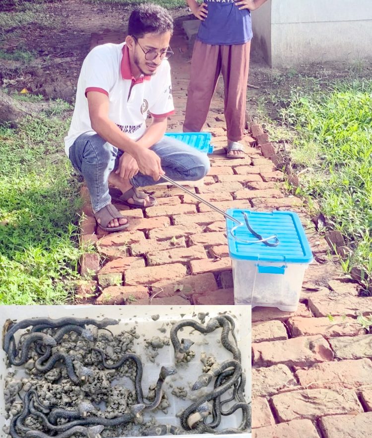 কলাপাড়ায় এনিমেল শেডে প্রথমবারের মতো ফুটল ১৪টি বিষধর গোখরা সাপের বাচ্চা