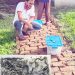 কলাপাড়ায় এনিমেল শেডে প্রথমবারের মতো ফুটল ১৪টি বিষধর গোখরা সাপের বাচ্চা